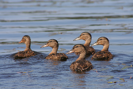 five ducks swimming on body of water thumbnail