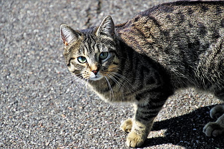 silver cat on concrete slab thumbnail