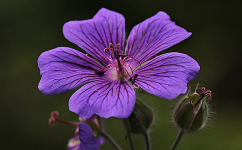close up photography of purple 5-petaled flower thumbnail