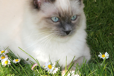 Siamese cat thumbnail