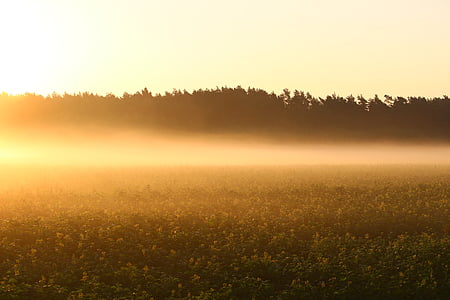 yellow flower field during sunset thumbnail