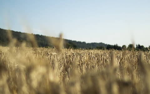 foreground photography of grass and mountains thumbnail