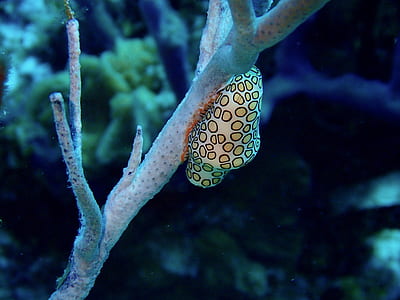 white and brown cocoon on tree branch thumbnail