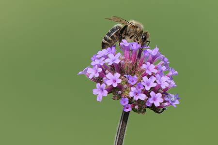 wasp perched on pink flowers thumbnail