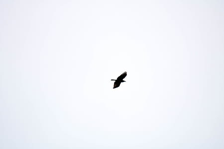 flying bird thumbnail