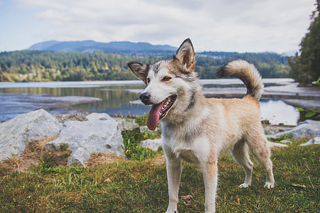 A dog enjoying the outdoors thumbnail