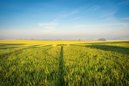 landscape photography of green grass field thumbnail