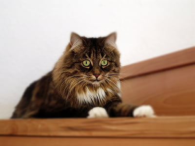 long-coated brown cat lying on brown staircase thumbnail