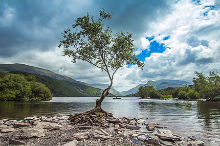 tree in the middle of body of water photo thumbnail