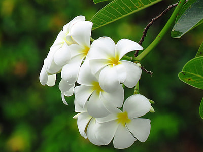 shallow focus photography of white orchids thumbnail
