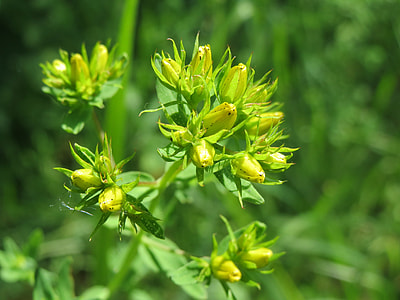 Hypericum Perforatum thumbnail