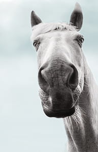 grayscale photo of horse thumbnail