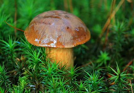 close-up photo of mushroom thumbnail