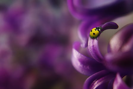 10-spotted bug on purple petaled leaf thumbnail