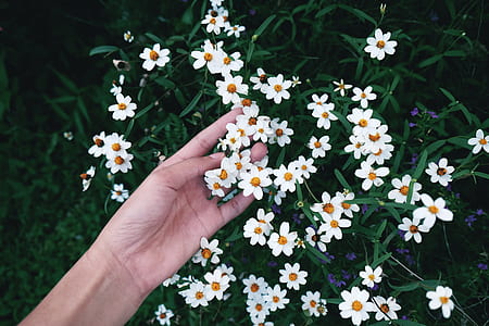 person touching white petaled flowers at daytime thumbnail