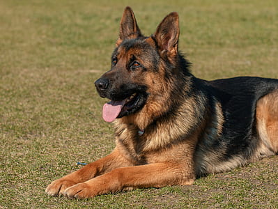 summer, animal, dog, pet thumbnail