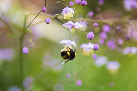 Close-up Photography of Honeybee thumbnail