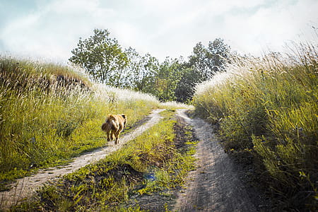 Medium-coated Tan Dog Running on Dirt Road Between Green Grass Near Trees thumbnail