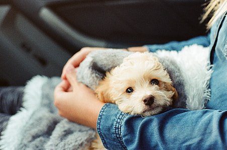 tan Shih tzu puppy laying on woman's leg thumbnail