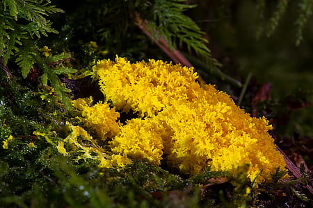 yellow petaled flower in closeup photography thumbnail