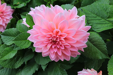 close up photography of pink carnation flower thumbnail