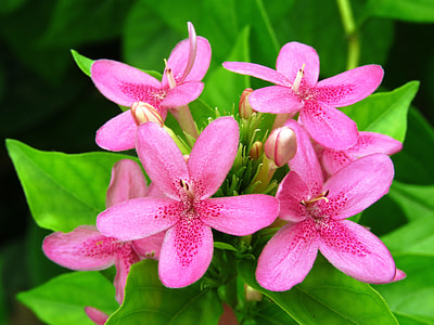 close up shot of pink flowers thumbnail