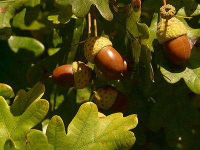 Shaft Oak, Pedunculate Oak thumbnail