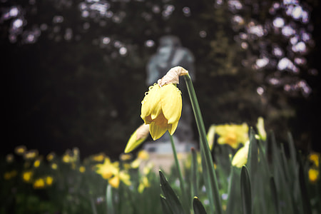 selective focus photography of yellow daffodils thumbnail