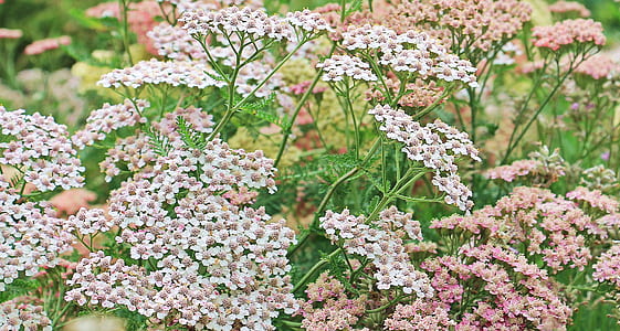 white petaled flowers in bloom at daytime thumbnail