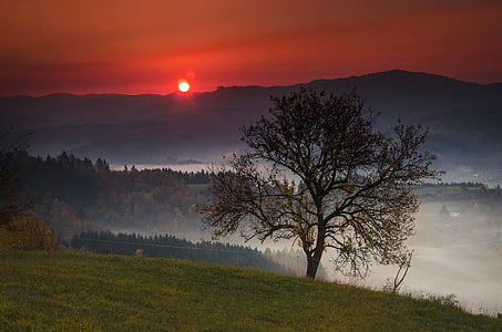 tree near foggy mountain during sunset thumbnail