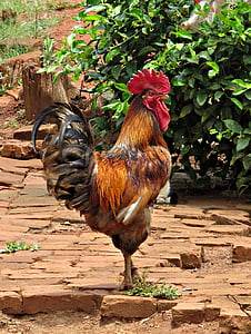 brown and black rooster thumbnail