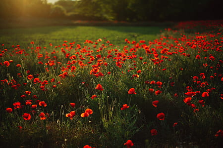 red poppy flower field during day thumbnail
