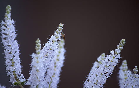 Beautiful winter flower with insect thumbnail