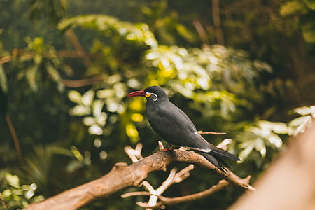 selective focus photography of black bird on tree branch thumbnail