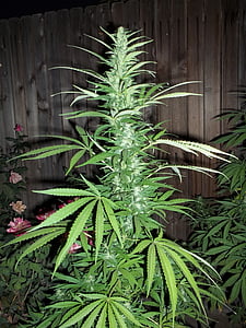 photo of cannabis plant thumbnail