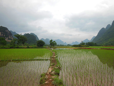 photo of rice field across mountains during daytime thumbnail