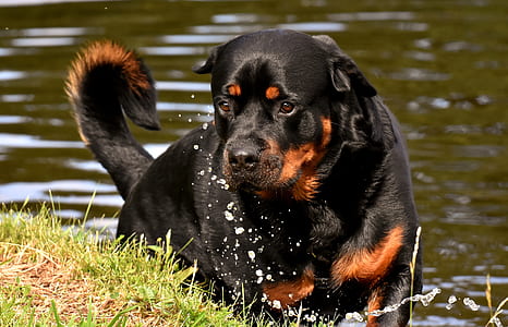 adult brown and black Rottweiler on grass field thumbnail