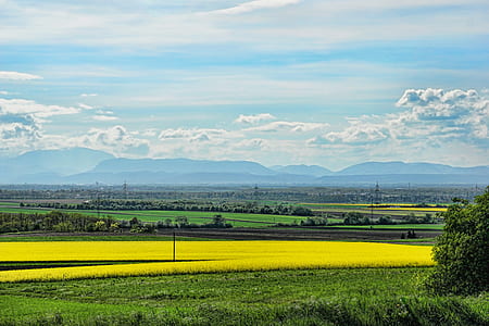 yellow flowering farm at daytime thumbnail