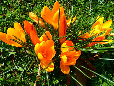 orange flowers thumbnail