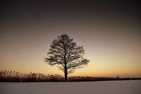 Silhouette Bare Tree on Landscape Against Sky during Sunset thumbnail