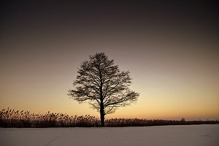 tree during sunset thumbnail