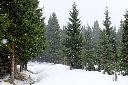 pine tree forest thumbnail