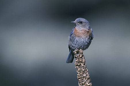selective focus photography of blue bird perched on brown stem thumbnail
