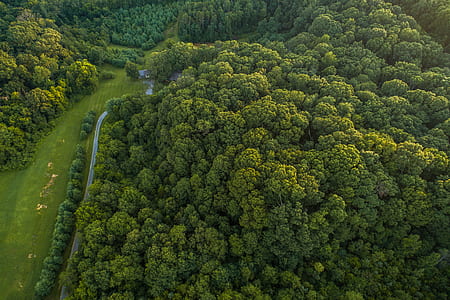 aerial view of green trees during daytime thumbnail