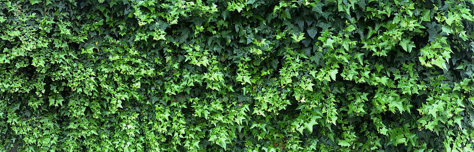 green grasses at daytime thumbnail