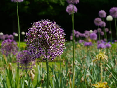 Allium flowers in bloom in garden. thumbnail