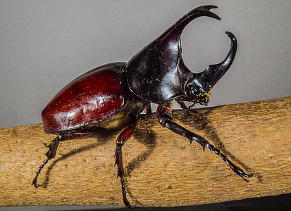 Tropical Beetles, Rhinoceros Beetle thumbnail