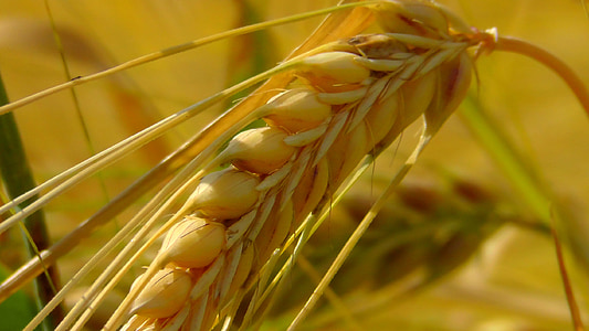 close up shot of grains thumbnail