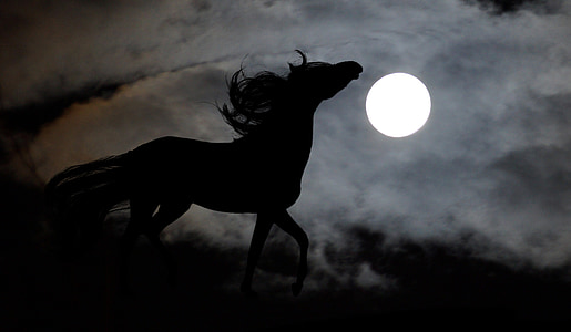 photograph silhouette horse thumbnail