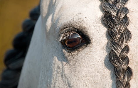 wildlife photography of white horse thumbnail